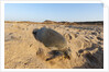 Green turtle by Anonymous