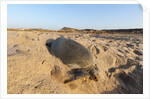 Green turtle by Anonymous