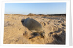 Green turtle by Anonymous
