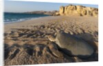 Green turtle by Anonymous