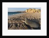Green turtle by Anonymous