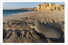 Green turtle by Anonymous