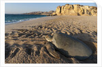 Green turtle by Anonymous