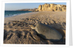 Green turtle by Anonymous