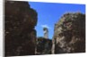 The roman forum. by Anonymous