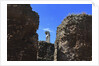 The roman forum. by Anonymous