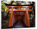 Torii, Fushimi Inari-taisha Shrine , Kyoto, Japan by Anonymous