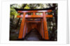 Torii, Fushimi Inari-taisha Shrine , Kyoto, Japan by Anonymous