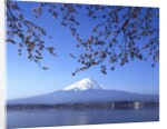Cherry blossom with Mount Fuji and Lake Kawaguchi in background, Fuji-Hakone-Izu National Park, Japan by Anonymous