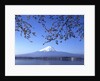 Cherry blossom with Mount Fuji and Lake Kawaguchi in background, Fuji-Hakone-Izu National Park, Japan by Anonymous
