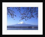 Cherry blossom with Mount Fuji and Lake Kawaguchi in background, Fuji-Hakone-Izu National Park, Japan by Anonymous