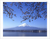 Cherry blossom with Mount Fuji and Lake Kawaguchi in background, Fuji-Hakone-Izu National Park, Japan by Anonymous
