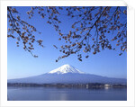 Cherry blossom with Mount Fuji and Lake Kawaguchi in background, Fuji-Hakone-Izu National Park, Japan by Anonymous