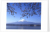 Cherry blossom with Mount Fuji and Lake Kawaguchi in background, Fuji-Hakone-Izu National Park, Japan by Anonymous