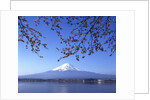 Cherry blossom with Mount Fuji and Lake Kawaguchi in background, Fuji-Hakone-Izu National Park, Japan by Anonymous