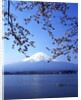 Cherry blossom with Mount Fuji and Lake Kawaguchi in background, Fuji-Hakone-Izu National Park, Japan by Anonymous