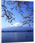 Cherry blossom with Mount Fuji and Lake Kawaguchi in background, Fuji-Hakone-Izu National Park, Japan by Anonymous