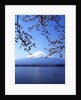 Cherry blossom with Mount Fuji and Lake Kawaguchi in background, Fuji-Hakone-Izu National Park, Japan by Anonymous