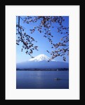 Cherry blossom with Mount Fuji and Lake Kawaguchi in background, Fuji-Hakone-Izu National Park, Japan by Anonymous