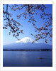 Cherry blossom with Mount Fuji and Lake Kawaguchi in background, Fuji-Hakone-Izu National Park, Japan by Anonymous