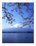 Cherry blossom with Mount Fuji and Lake Kawaguchi in background, Fuji-Hakone-Izu National Park, Japan by Anonymous