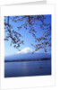 Cherry blossom with Mount Fuji and Lake Kawaguchi in background, Fuji-Hakone-Izu National Park, Japan by Anonymous