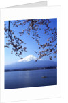 Cherry blossom with Mount Fuji and Lake Kawaguchi in background, Fuji-Hakone-Izu National Park, Japan by Anonymous