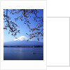 Cherry blossom with Mount Fuji and Lake Kawaguchi in background, Fuji-Hakone-Izu National Park, Japan by Anonymous