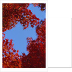 Directly below view of autumn leaves, Kyoto, Kyoto Urban Prefecture, Kinki Region, Japan by Anonymous