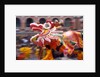 Chinese Dragon dancing on New Year's Eve, Macau, China by Anonymous