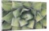 Agave by Anonymous