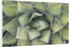 Agave by Anonymous