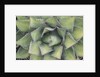 Agave by Anonymous