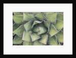 Agave by Anonymous