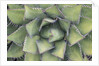 Agave by Anonymous