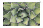 Agave by Anonymous
