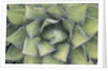 Agave by Anonymous