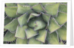 Agave by Anonymous