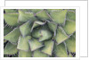 Agave by Anonymous