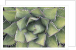 Agave by Anonymous