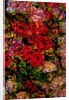 Red Flowers by Anonymous