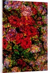 Red Flowers by Anonymous