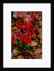 Red Flowers by Anonymous