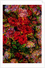 Red Flowers by Anonymous