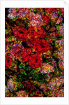 Red Flowers by Anonymous