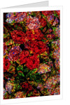 Red Flowers by Anonymous