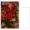 Red Flowers by Anonymous