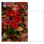 Red Flowers by Anonymous