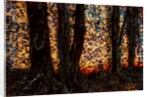 Trees by Anonymous