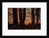Trees by Anonymous